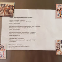 Adopt Don’t Shop 2"x2" Magnet | 50% to Charity | Personalized Animal Rescue Gift (OOAK)